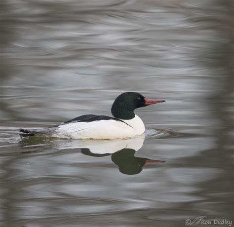 Male Common Merganser In A Natural Vignette « Feathered Photography