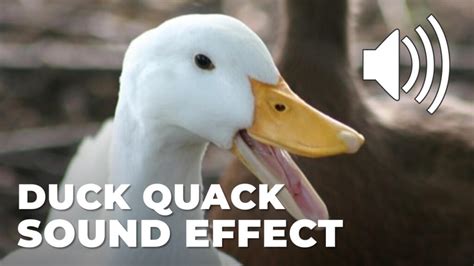 Duck Quack Sound Effect - Free Online MP3 Download