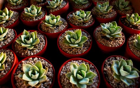 How to propagate succulents - Farm and Dairy