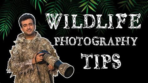 Wildlife Photography Tips - YouTube