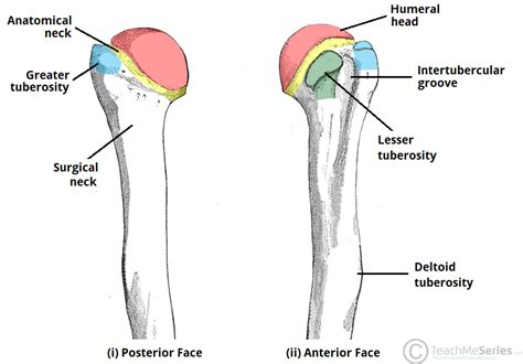 ARTICLE ON ANATOMY OF THE UPPER LIMB (HUMERUS) - RichyMedicals