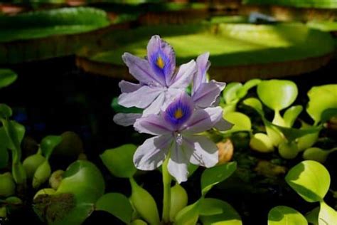 7 Floating Pond Plants - Water Garden Advice