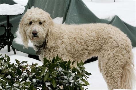 Pyredoodle (Great Pyrenees-Poodle Mix) Info, Puppies, and Pictures