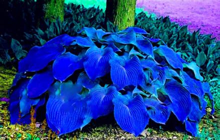 Easytogrow 100pcs Hosta Seedlings Seeds Collection - BestSeedsOnline.com - Free Shipping Worldwide