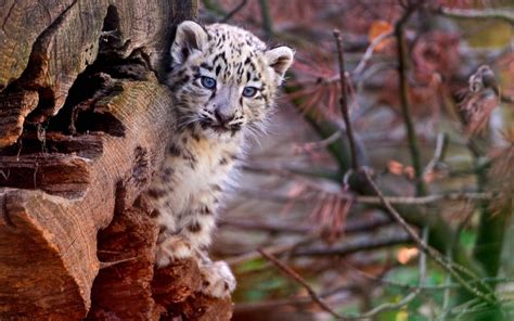 Snow Leopards Cubs Wallpapers - Wallpaper Cave