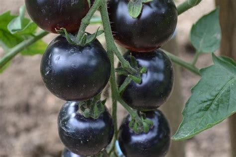 Indigo Rose Tomato — San Diego Seed Company