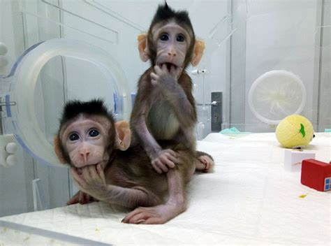 Latest and exclusive on china's cloned monkeys! wanna know how zhong zhong and hua hua are doing ...