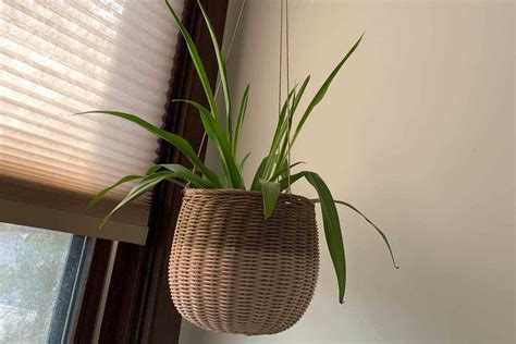 7 Hanging Plants That Can Grow Well In The Bathroom