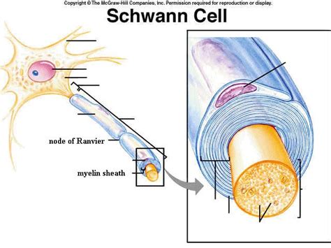 Schwann cell | Biology facts, Nervous system anatomy, Nerves of the body