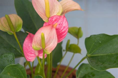 Red spadix flower stock photo. Image of fresh, flora - 83680516