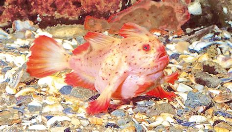 Rare pink handfish spotted in Australia for first time in decades - The Business Post