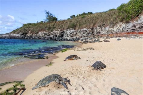 5 Tips For Visiting Turtle Beach Maui (Ho'okipa Beach)