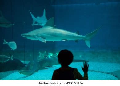 Aquarium of genoa Images, Stock Photos & Vectors | Shutterstock