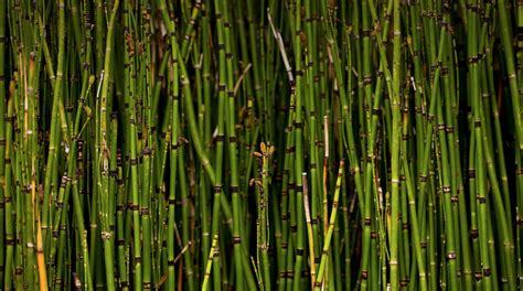 Horsetail Reed | San Diego Zoo Animals & Plants