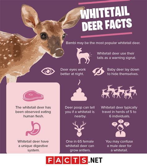 30 Curious Whitetail Deer Facts That Will Surprise You