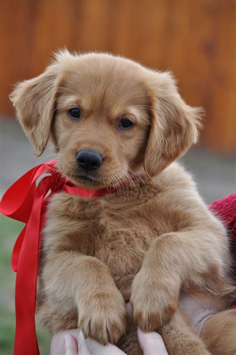 "Sophie" 10 week old Golden Retriever Puppy Cute Dogs And Puppies, Baby ...