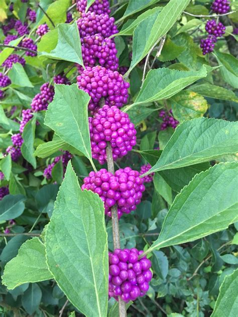 Native plants | Gardening in the Panhandle