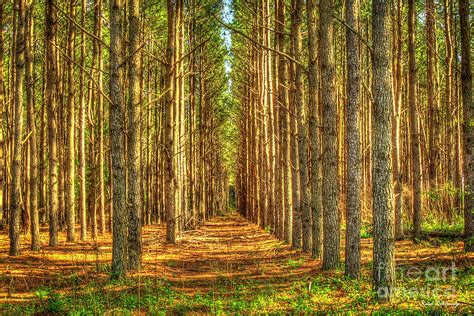 Money Growing On Trees 3 Georgia Pine Tree Art Photograph by Reid Callaway | Fine Art America