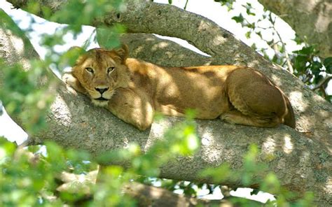 Tree climbing lions in queen Elizabeth national park - ishasha lions