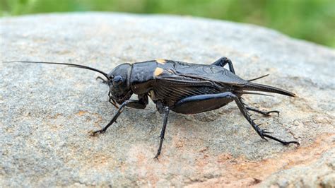 How Crickets Can Be Used To Predict The Temperature