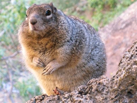 Zion National Park Wildlife - National Park Photographer