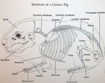 ANATOMY | Guinea Pig Wikia | Fandom