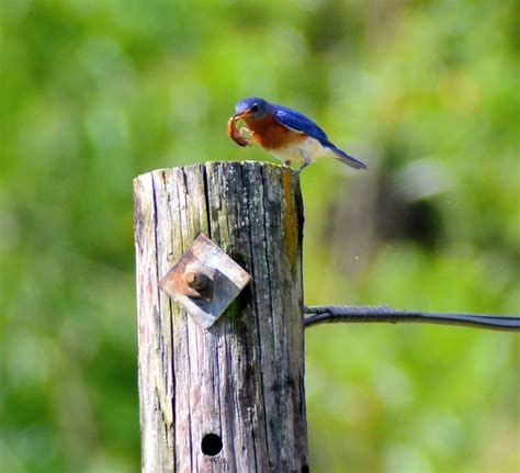 Eastern Bluebird - Big Bug | BirdForum