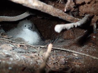 Newell's shearwater chick in burrow. Photo credit: Andre R… | Flickr