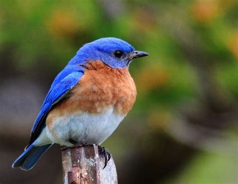 Buy a Bluebird House Today! | Blue bird, Beautiful birds, Bird photo