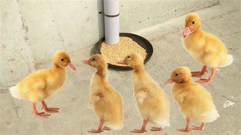 How To Make A Duck Feeder With PVC Pipe – Simple Homemade Duck Feeder - YouTube