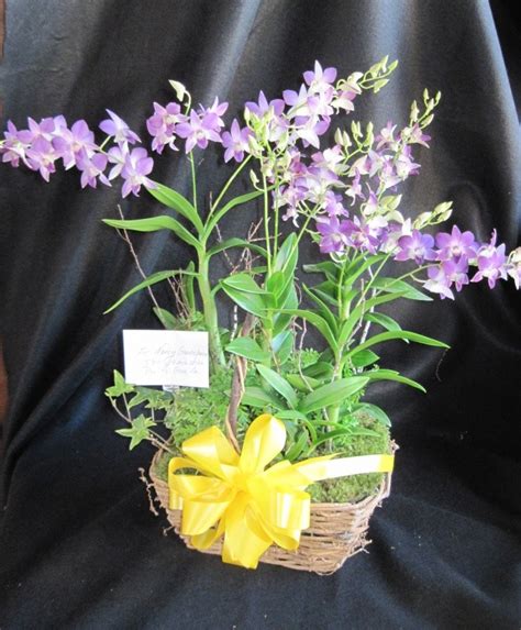 Orchid Basket | Plants and Flowers Ltd