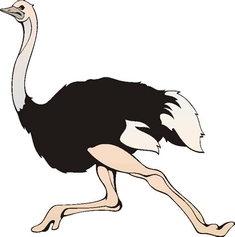 Free Baby Ostrich Pictures, Download Free Baby Ostrich Pictures png ...