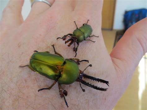 Rainbow Stag Beetles - TKS Science with Mr. Brown