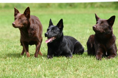 Three Australian Kelpie photo and wallpaper. Beautiful Three Australian Kelpie pictures