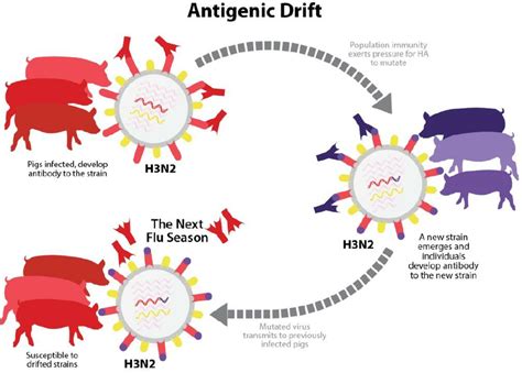 Antigenic drift. Over time, random mutations in HA and NA genes of an ...