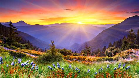 HD wallpaper: flowers, mountains, sunrise | Wallpaper Flare