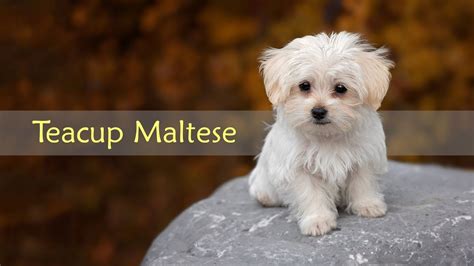 Teacup Maltese Puppy Care | Bruin Blog