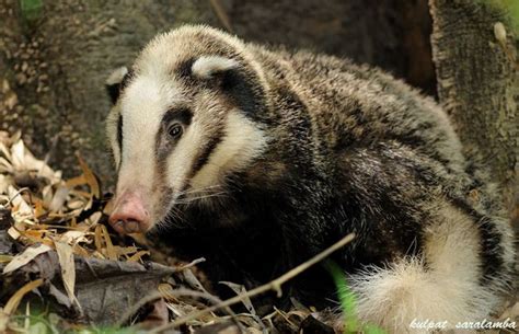 hog badger (Arctonyx collaris) | Animals wild, Animals, Weird animals