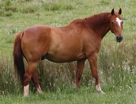 Image result for liver chestnut horse | Horses, Chestnut horse, Horse pictures