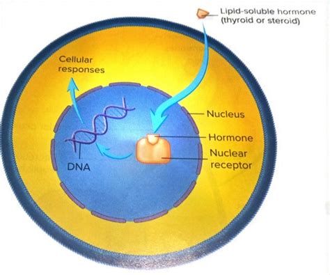 10.5 hormone receptors and mechanism of action Flashcards | Quizlet