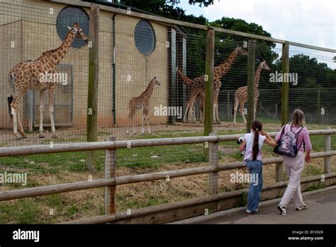 Giraffe enclosure and visitors at Marwell Zoo near Winchester in Stock Photo: 17963856 - Alamy