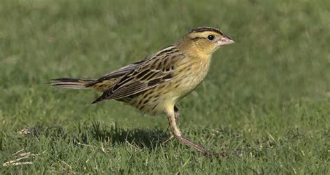 Bobolink | San Diego Bird Spot