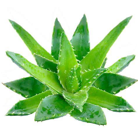 Aloe Vera Gel & Aloe Vera Juice - Benefits, Side Effects & Dangers