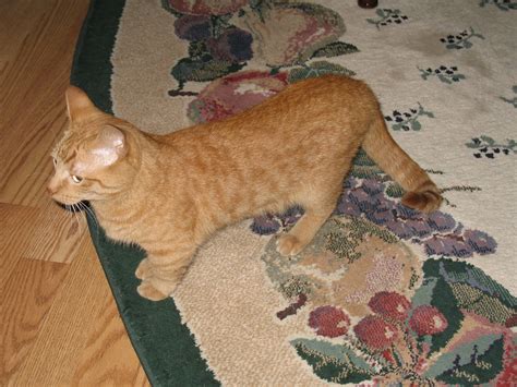 Weiner cat | You can really see the "munchkin"-ness in this … | Flickr