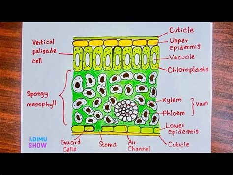 Easy Leaf Cross Section Labeled