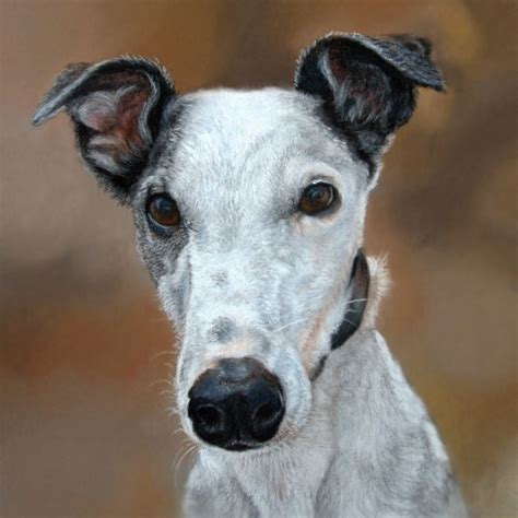 Greyhound dog portraits | gallery paintings | UK dog portrait artist specialising in life like ...