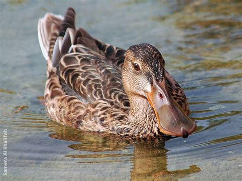 Northern Shoveler | KuwaitBirds.org