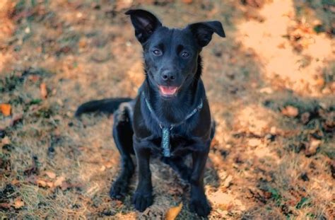 Black Lab German Shepherd Mix