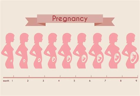 48+ Baby In Belly Diagram - NovalPratiwi