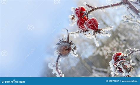 Frozen hip stock image. Image of herbal, hoarfrost, branches - 50277237